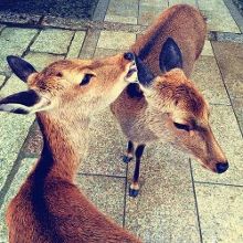 公鸡母鸡拖拉机