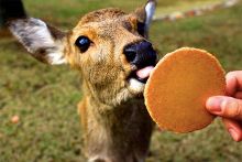 八面修罗之九重锁