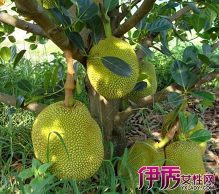 兰娅传奇（国语版）